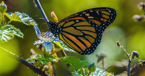 Photograph Monarch Butterflies at Natural Bridges' Monarch Grove ...