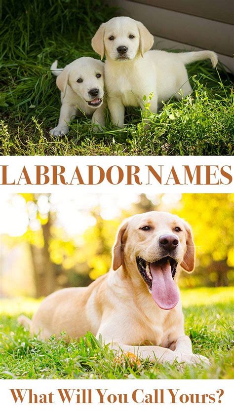 Labrador Names - Great Ideas for New Lab Puppies and Rescue Dogs ...