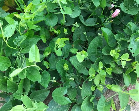 Field Bindweed (Convolvulus arvensis) - Tualatin Soil and Water ...