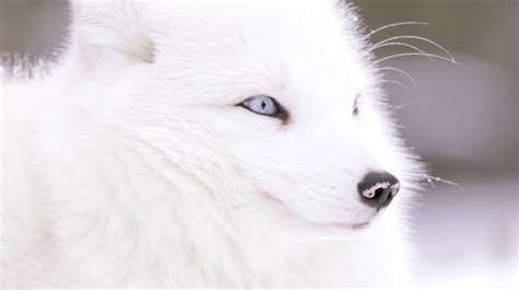 Arctic Fox Facts: Discover the Enigmatic Life of the Snow Fox | The Infox