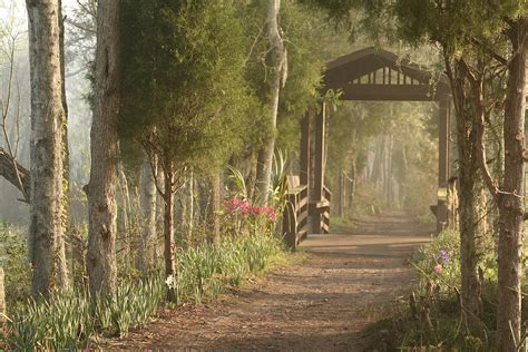 Magnolia Plantation and Gardens Photograph by Brian M Davis Photography - Pixels