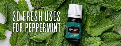 20 Pepperpint Oil Uses | Young Living Blog