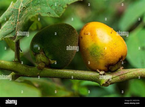 Cocona fruit, Solanum Sessiliflorum Stock Photo - Alamy