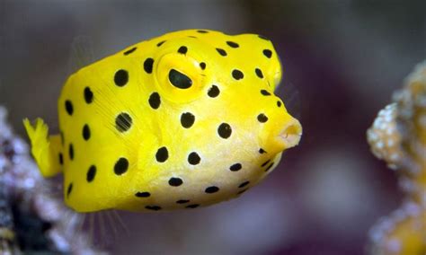 Yellow boxfish - Alchetron, The Free Social Encyclopedia