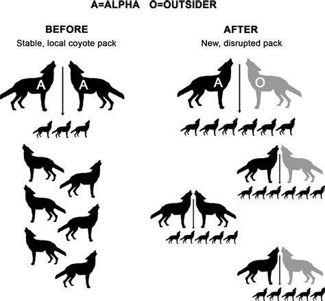 Coyote Hunting Guide | HuntWise