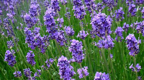 The Herb Lavender is The Amazing Queen Of Herbs in 2021 - SirGo