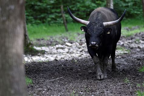 Aurochs Are Making a Comeback, Giant Horns and All - InsideHook