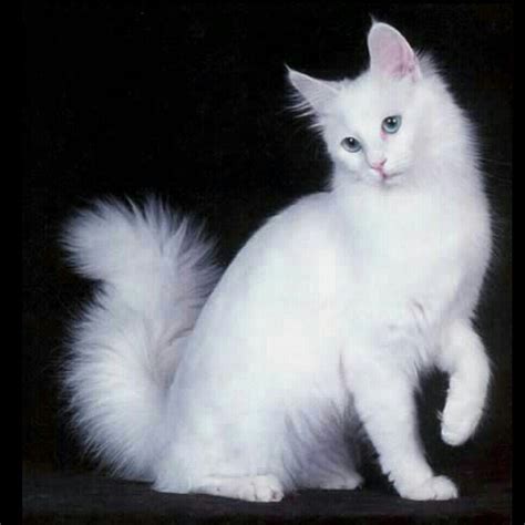 a white cat sitting on top of a table