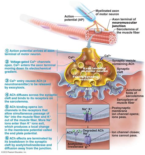 Neuromuscular Junction … | Neuromuscular junction, Medical anatomy ...