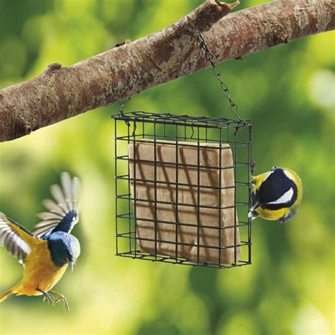 8 Best Suet Cakes for Birds [2022 Reviews & Buying Guide] - Birdwatching Buzz