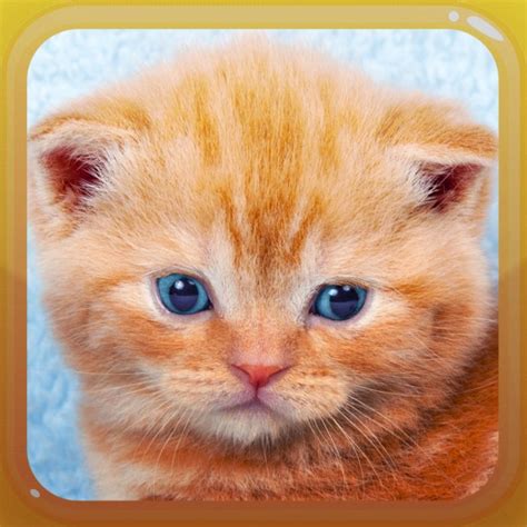 Cat Meow Kitten Sounds | iPhone & iPad Game Reviews | AppSpy.com