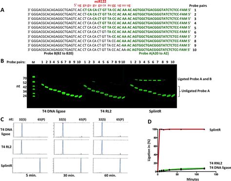 Comparison of T4 DNA Ligase, T4 RNA Ligase 2 and SplintR Ligase for... | Download Scientific Diagram