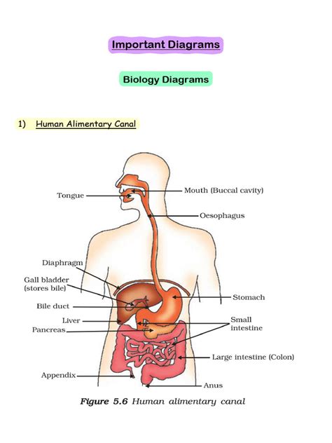 X Biology Diagrams | PDF