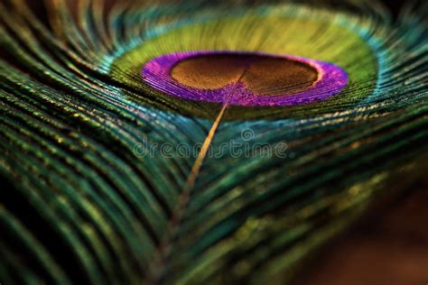 Beautiful, Shiny, Bright, Peacock Feather Closeup. Feather Isolated. Stock Image - Image of ...