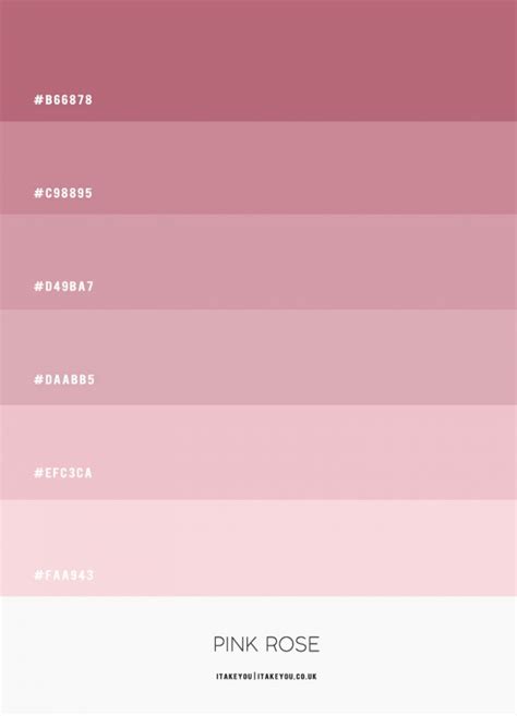 Pink Rose Colour Scheme | Shades of pink colour palette | Pink Combos