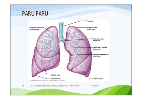 (3) Anatomi & fisiologi sistem pernafasan