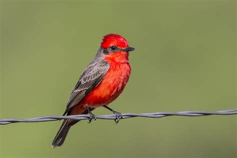 Vermilion Flycatcher