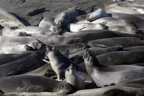 Elephant Seals At The Beach Near San Simeon, California, USA Stock ...