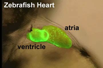 Movie - Zebrafish Heart - Embryology