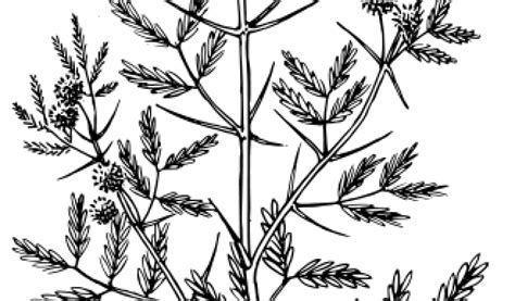 Acacia flowers clipart 20 free Cliparts | Download images on Clipground 2024