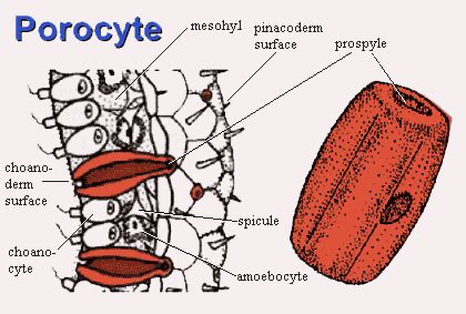 What are the functions of sponges' specialized cells: archaeocytes, choanocytes, porocytes ...