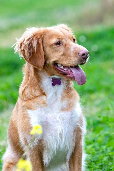 Beautiful Brown Breton Dog In A Meadow Stock Image - Image of brown, dogs: 167030877