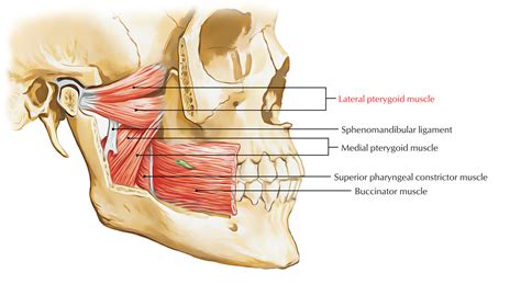 Lateral Pterygoid Muscle – Earth's Lab