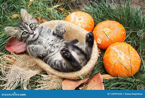 Kitten With Pumpkins For Halloween Stock Photography | CartoonDealer.com #123281384