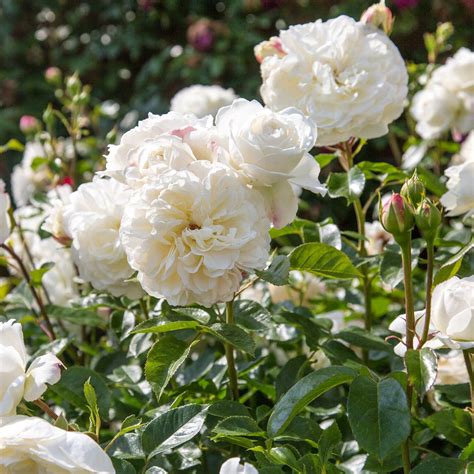 Tranquillity | English Shrub Rose | David Austin Roses