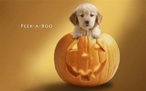 Cute Halloween Puppy Wallpapers