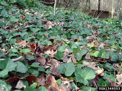 English Ivy | University of Maryland Extension