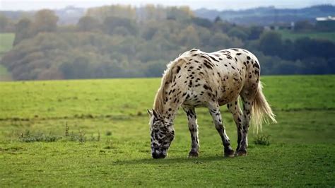 What Is A Piebald Horse?