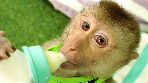 Monkey Drink Milk | Brown Eyes Monkey Boki Happiness With Bottle Milk Daily - YouTube