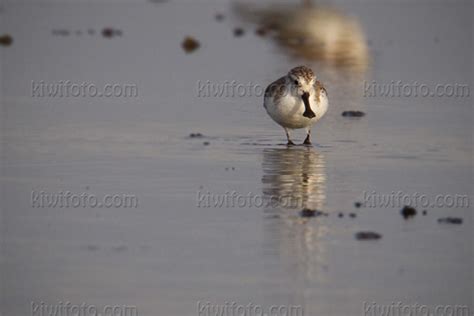 Spoon-billed Sandpiper Pictures and Photos - Photography - Bird ...