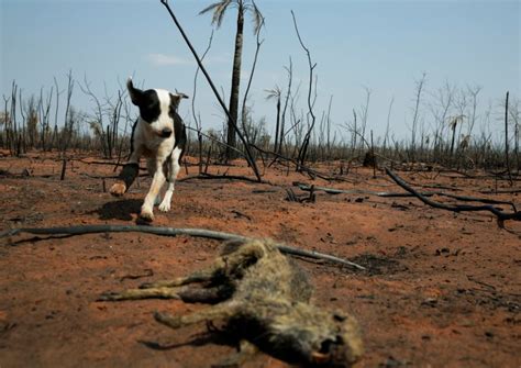 ‘Damage is irreversible’: More than 2 million wild animals die in ...