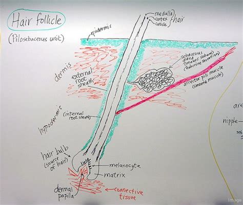 The Symptoms, Causes And Treatment Of An Infected Hair Follicle - Hair Growth Magazine