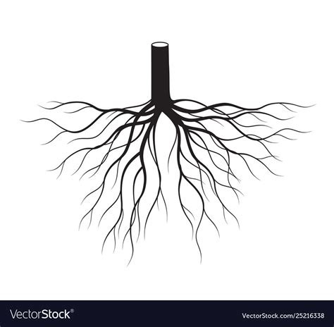 Black tree roots Royalty Free Vector Image - VectorStock