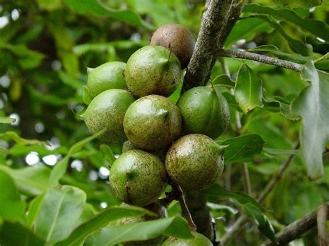 PlantFiles Pictures: Macadamia Species, Smoothshell Macadamia Nut Tree, Queensland Nut ...