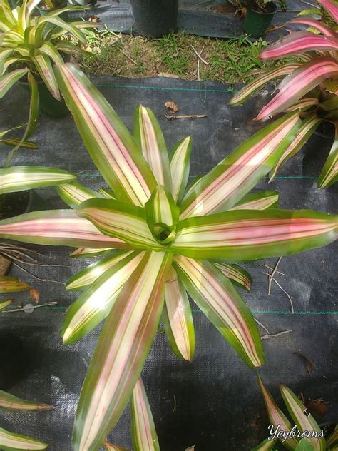 Bromeliad neoregelia Tricolor live exotic tropical plant | Etsy