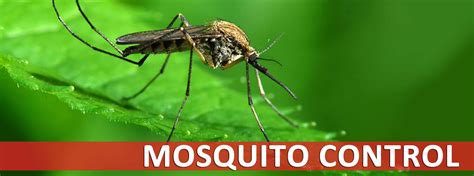 Natural Mosquito Spray For Your Yard Reviews - Natural Pest Solutions #1 Extermination Company