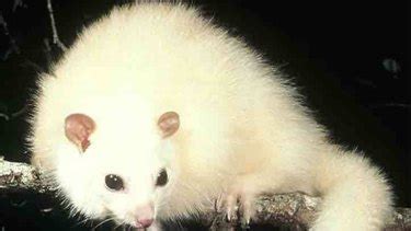 Possum a 'polar bear' of climate change