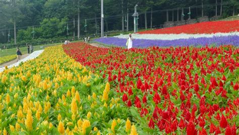 Flower Land Kamifurano, Flower Garden With Mountain View In Furano ...