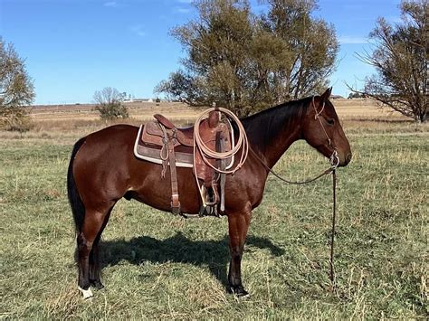 2023 Fort Worth Invitational Ranch Horse and Show | Silver Spur Ranches