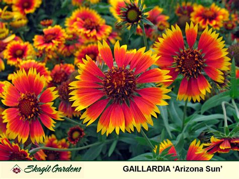 Gaillardia- Blanket Flower – Cashman Nursery