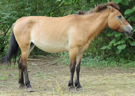 File:Mongolian Wild Horse 001.jpg - Wikimedia Commons