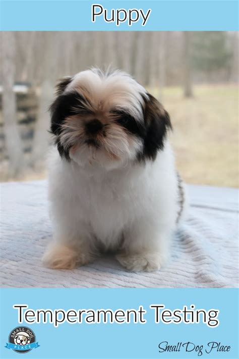 Puppy Temperament Testing: How to Pick the Perfect Dog