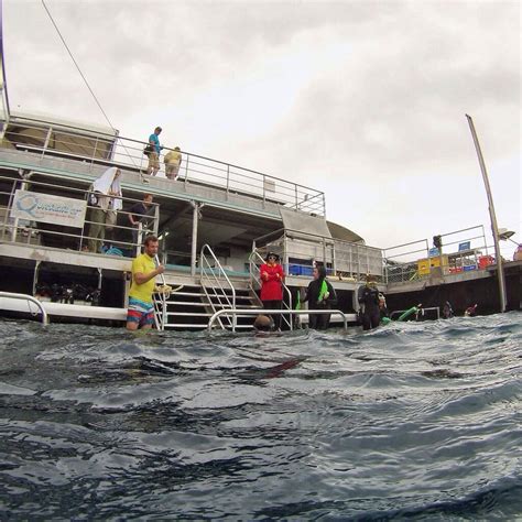 Port Douglas Reef Tours - 6 Rewards for Travelling on Quicksilver Cruises — Adventure Mumma