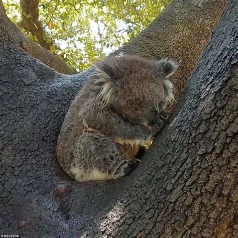 Roads melt and animals drop dead amid 120F Australian heatwave | Daily Mail Online