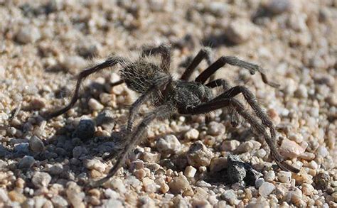 Treatments of Tarantula Bites and Related Injuries (DesertUSA)