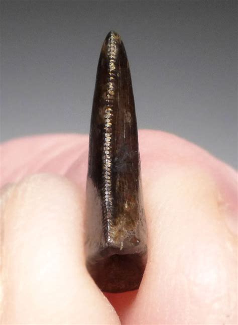 ACHERORAPTOR FOSSIL DROMAEOSAUR 'RAPTOR' DINOSAUR TOOTH *DT6-189 - TIME VAULT GALLERY